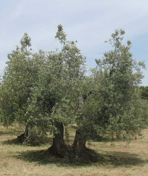 potatura olivo tradizionale toscano